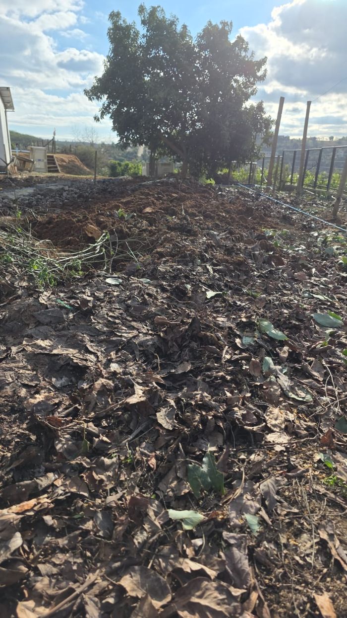 Terreno cubierto de hojarasca bajo el limonero, donde irá el pabellón