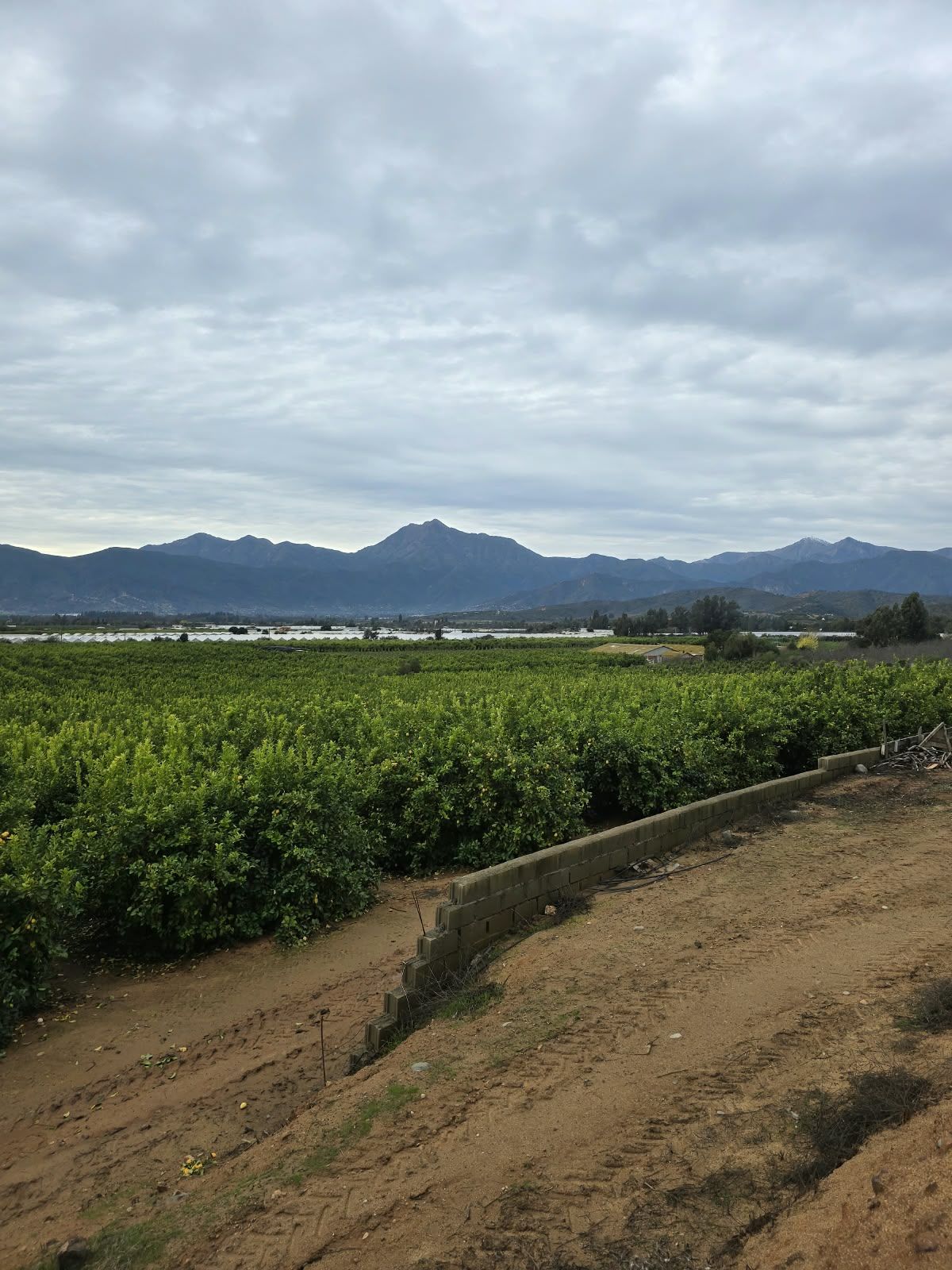 Huerto de limones con los cerros de Limache de fondo